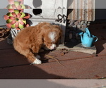 Small Photo #3 Poodle (Miniature) Puppy For Sale in GREENWOOD, WI, USA