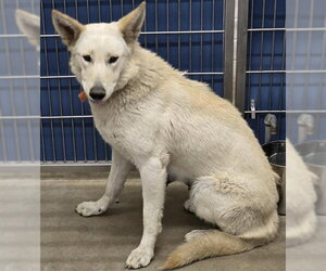 German Shepherd Dog-Unknown Mix Dogs for adoption in Camarillo, CA, USA