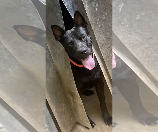 Medium Photo #5 American Pit Bull Terrier-German Shepherd Dog Mix Puppy For Sale in Munford, TN, USA