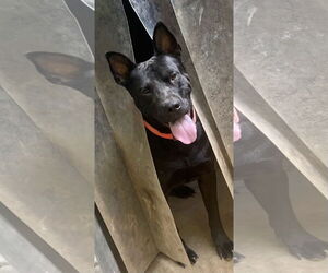 Dante - Male American Pit Bull Terrier-German Shepherd Dog Mix Dog for Adoption - Photo #2