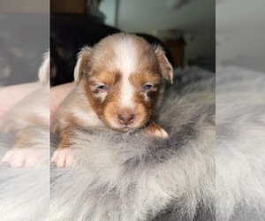 Miniature Australian Shepherd Puppy for sale in CINCINNATI, OH, USA