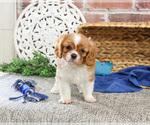 Small #15 Cavalier King Charles Spaniel