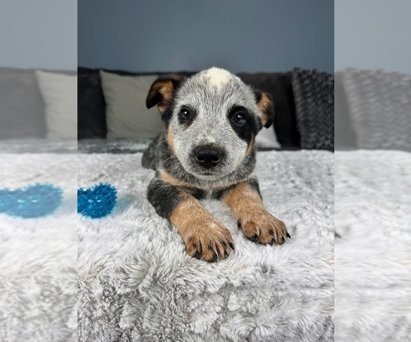 Medium Photo #4 Australian Cattle Dog Puppy For Sale in GREENFIELD, IN, USA