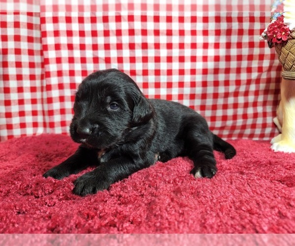 Medium Photo #19 Golden Mountain Dog Puppy For Sale in BLACK FOREST, CO, USA