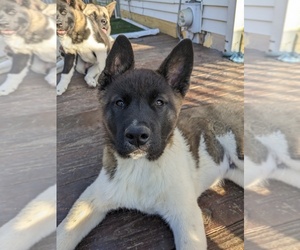 Akita Puppy for Sale in MOHRSVILLE, Pennsylvania USA
