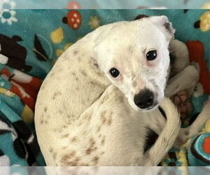 Chihuahua Dogs for adoption in Redwood City, CA, USA