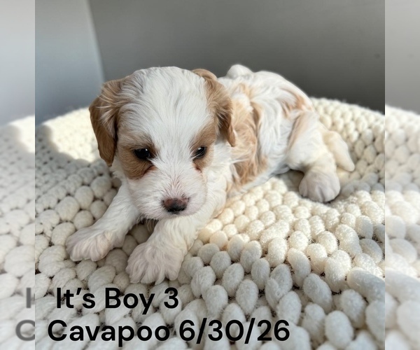 Medium Photo #18 Cavapoo (Miniature) Puppy For Sale in MONTPELIER, OH, USA
