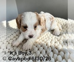 Small #17 Cavapoo (Miniature)
