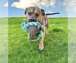 Small #1 Bulldog-Pembroke Welsh Corgi Mix