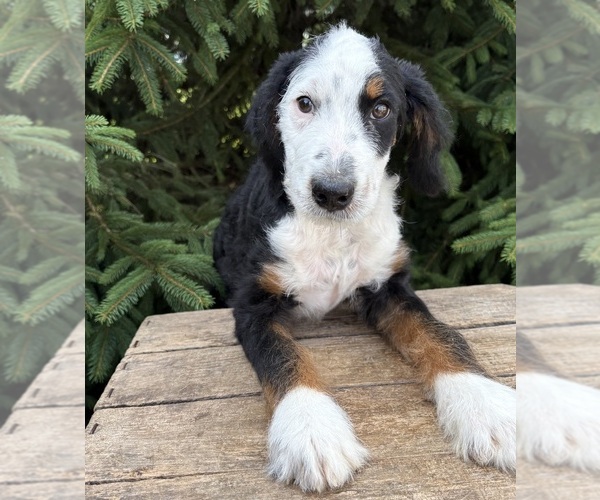 Medium Photo #3 Bernedoodle (Miniature) Puppy For Sale in MIDDLEBURY, IN, USA