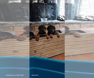 Rottweiler Puppy for sale in STOKESDALE, NC, USA