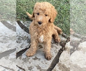 Goldendoodle Puppy for Sale in CITRUS HEIGHTS, California USA