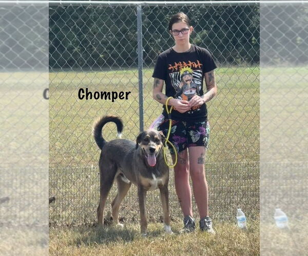 Medium Photo #8 German Shepherd Dog-Unknown Mix Puppy For Sale in Bolivar, MO, USA