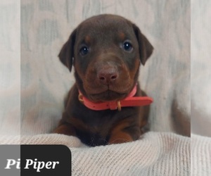 Doberman Pinscher Puppy for sale in POMEROY, OH, USA