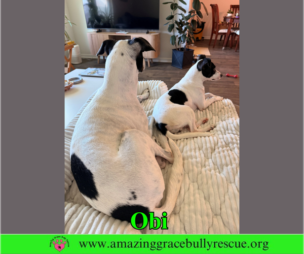 Medium Photo #5 Jack Russell Terrier-Unknown Mix Puppy For Sale in Milton, FL, USA