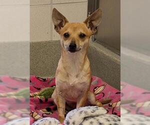Chihuahua Dogs for adoption in San Martin, CA, USA