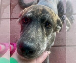 Greyhound-Unknown Mix Dogs for adoption in Weatherford, TX, USA