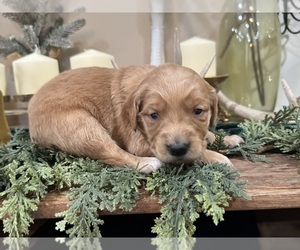 Golden Retriever Puppy for sale in FORDLAND, MO, USA