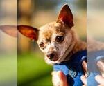 Small #3 Chihuahua