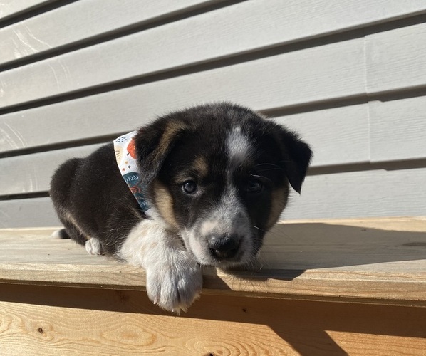 Medium Photo #14 Australian Cattle Dog Puppy For Sale in SMITHS CREEK, MI, USA