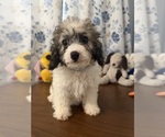 Litter of 4 - Male(s) and Female(s) Cockapoo (Miniature)Litter of Puppies for Sale - Photo #4