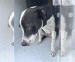 Small American Staffordshire Terrier