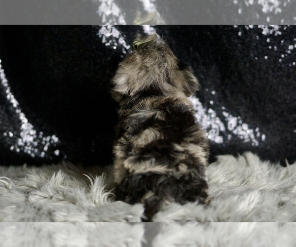 Medium Photo #8 YorkiePoo Puppy For Sale in WARSAW, IN, USA