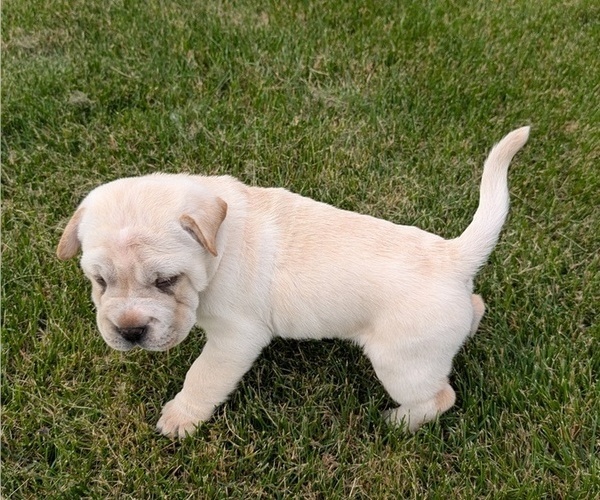 Medium Photo #4 Cocker-Pei Puppy For Sale in GOSHEN, IN, USA