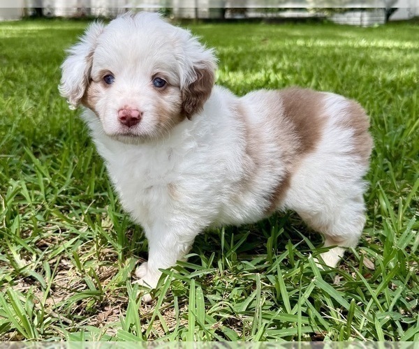 Medium Photo #10 Miniature Australian Shepherd Puppy For Sale in ANTHONY, FL, USA