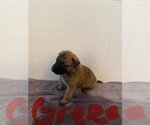 Small Photo #3 Mutt Puppy For Sale in Imlay City, MI, USA