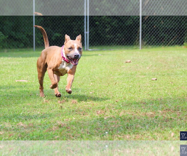 Medium Photo #9 Mutt Puppy For Sale in Lockport, NY, USA