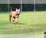 Small #8 Mutt