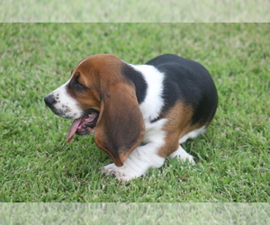 Medium Basset Hound