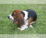 Puppy ED Basset Hound