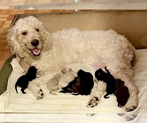 Mother of the Goldendoodle mix (+ Poodle Standard) puppies born on 12/09/2025