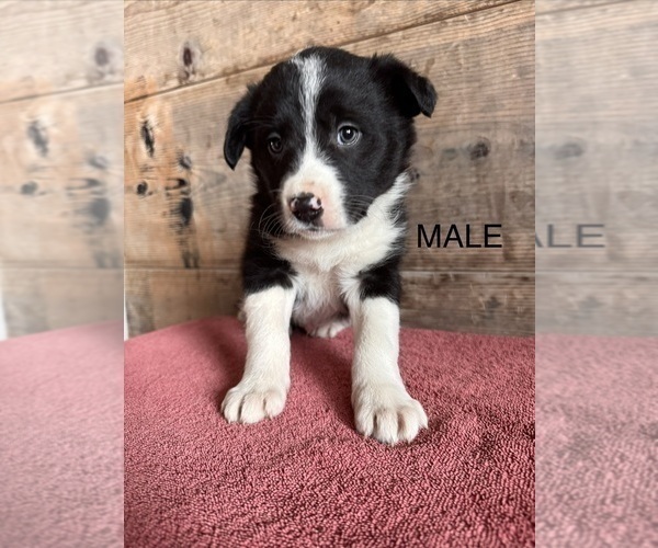 Medium Photo #5 Border Collie Puppy For Sale in VERMONTVILLE, MI, USA