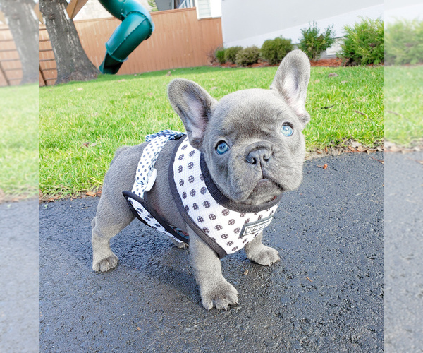 Medium Photo #6 French Bulldog Puppy For Sale in ARLINGTON, WA, USA