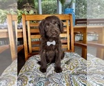 Oscar - Male Labradoodle Puppy for Sale - Photo #4