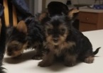 Small Photo #4 Yorkshire Terrier Puppy For Sale in SUWANEE, GA, USA