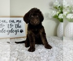 Small #4 Labradoodle