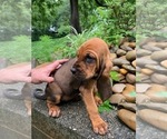 Small Photo #2 Bloodhound Puppy For Sale in OLIN, NC, USA