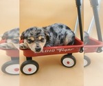 Small Photo #3 Pomsky Puppy For Sale in GOSHEN, IN, USA