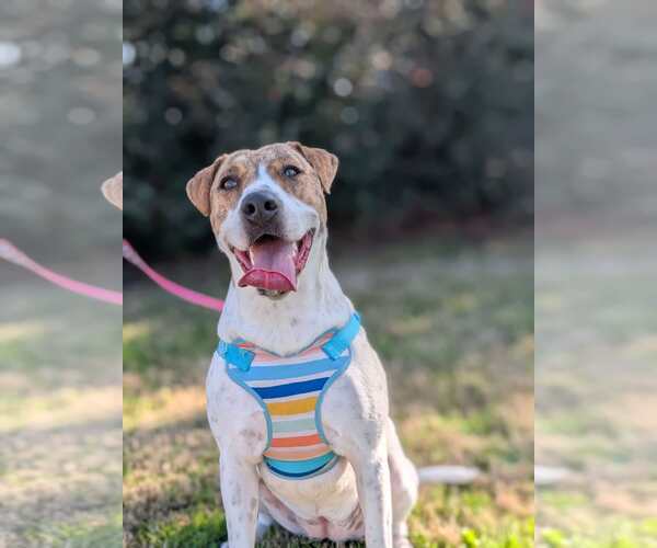 Medium Photo #11 Labrador Retriever-Unknown Mix Puppy For Sale in Rosenberg, TX, USA