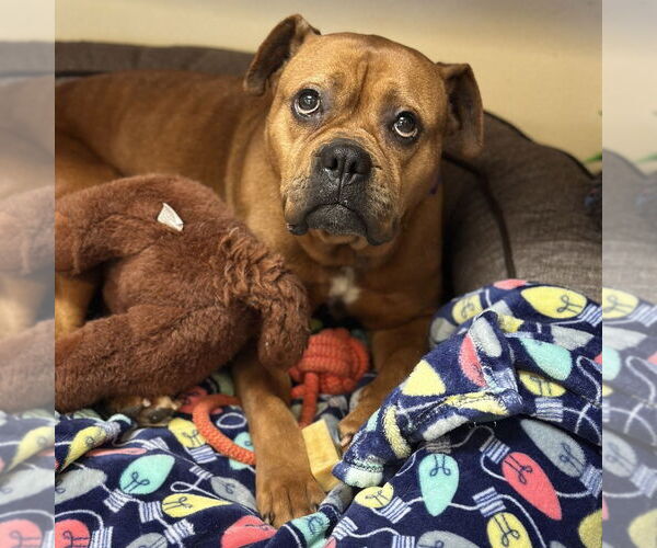 Medium Photo #3 Boxer-Unknown Mix Puppy For Sale in Rohnert Park, CA, USA