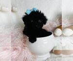Small #8 Poodle (Toy)