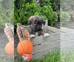 Small Photo #5 Shiranian Puppy For Sale in MIDDLEBURY, IN, USA