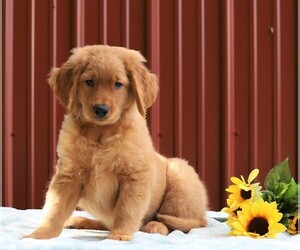 Goldendoodle Puppy for sale in FREDERICKSBG, OH, USA