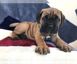 Small Photo #7 Cane Corso Puppy For Sale in LANCASTER, PA, USA