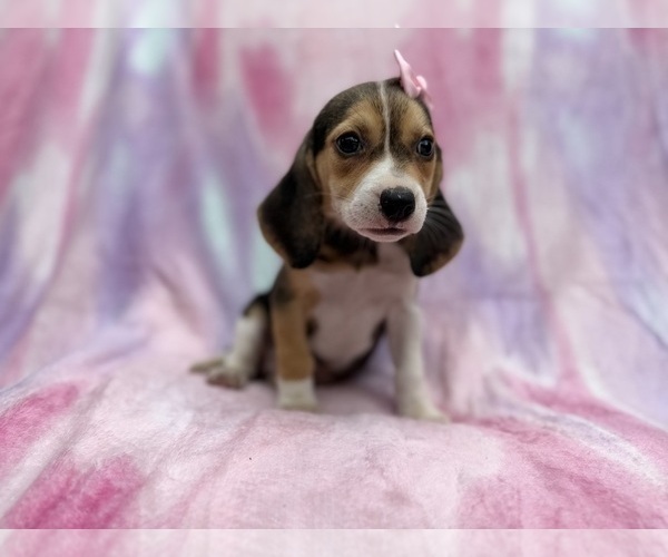 Medium Photo #6 Beagle Puppy For Sale in LAKELAND, FL, USA
