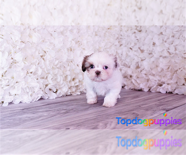 Medium Photo #1 Mal-Shi Puppy For Sale in FULLERTON, CA, USA